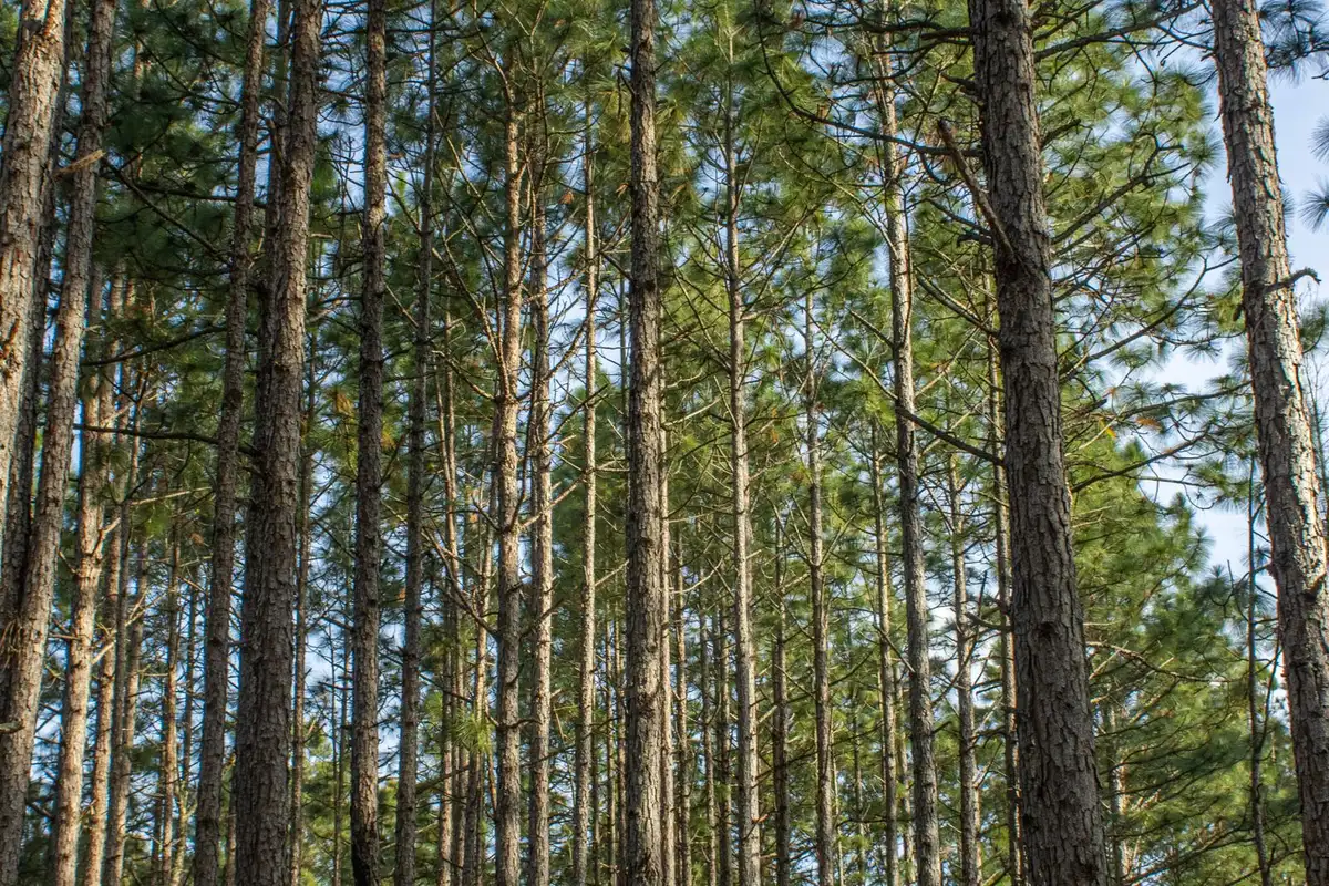 Stand of tall, straight pine trees with high green crowns in a Carolina pine forest